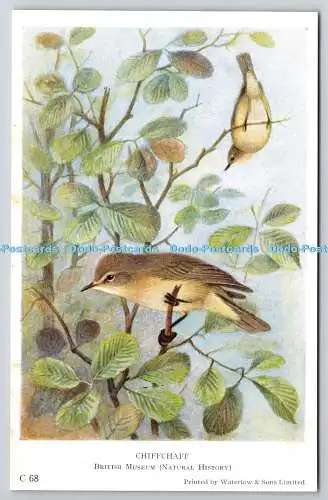 R766096 Chiffchaff British Museum W F Sedgwick Limited