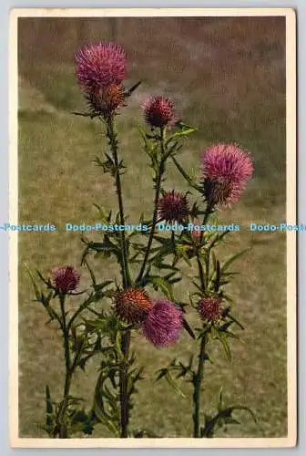 R766312 Wild Flowers of the Countryside Spear Plume Thistle J Burrow and Co Ltd