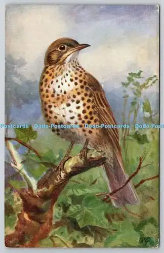 R766557 Missel Thrush Turdus Viscivorus R S Art Press Ltd