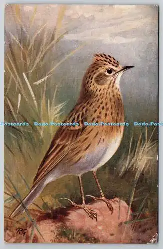 R766581 Skylark Alauda Arvensis R S Art Press