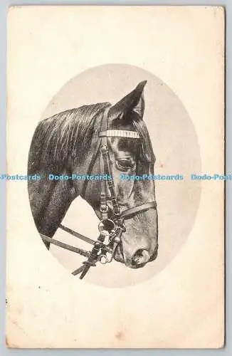 R766610 Pferd H M und Co Postkarte 1907