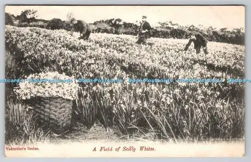 R766803 A Field of Scilly Whites Valentines Serie 1903