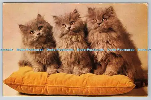 R769596 Three Cats on the Pillow J Salmon Ltd Cameracolour