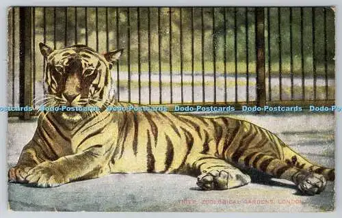 R769640 London Zoological Gardens Tiger G D und D Star Serie