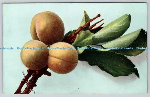 R767056 Postkarte The Peach Serie 343