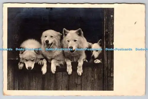 R769443 Four Dogs PM Menton Alpes Mmes