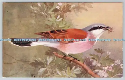 R768341 Red Backed Shrike Bird R S Series R G