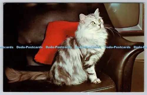 R770039 Cat on the Chair Photo precision Limited International Colourmaster