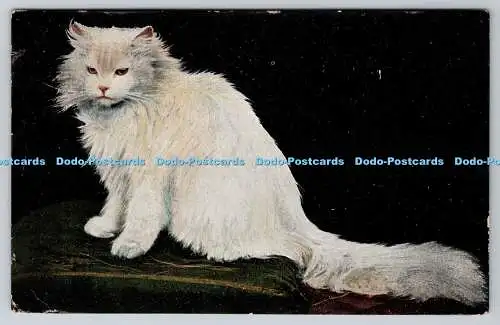 R768943 Cat PM Hampstead 1909