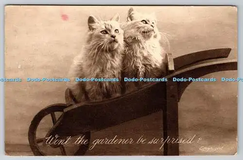 R768951 Wont The Gardener be Surprised Cats Photogravure Series No 504 RI