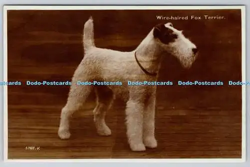 R768957 Drahthaariger Foxterrier Hund Valentine RP