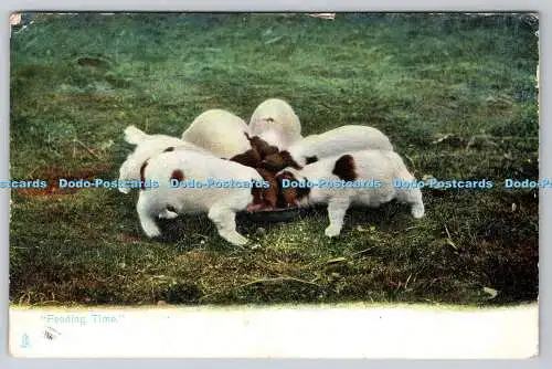 R770736 Feeding Time Welpen Raphael Tuck and Sons Animal Life Serie 1419 1904