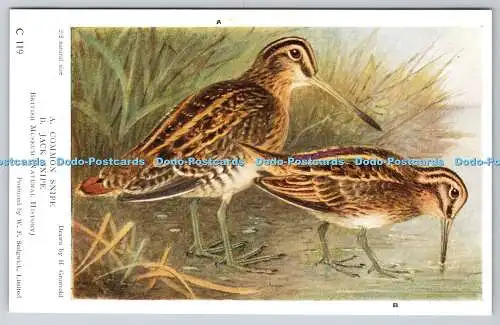 R769116 British Museum Natural History Common Snipe Jack Snipe Birds H Gronvold