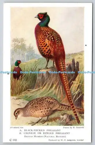 R772571 British Museum Natural History Black Necked Pheasant Chinese or Ringed P