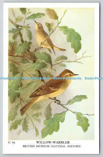 R772572 British Museum Natural History Willow Warbler Bird Waterlow