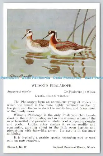 R772586 Ottawa National Museum of Canada Wilson Phalarope Bird Le Phalarope de W