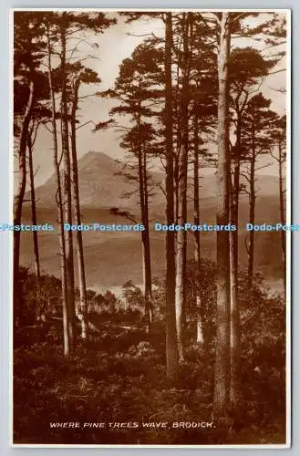 R771698 Brodick Where Pine Trees Wave Adolph Ribbeck RP