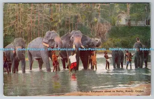 R772981 Ceylon Kandy Temple Elephants About to Bathe Plate No 47