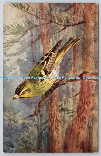 R773083 Siskin Bird The R S Art Press