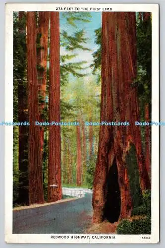 R771909 California Redwood Highway Feet to the First Limb PM Arcata 1935