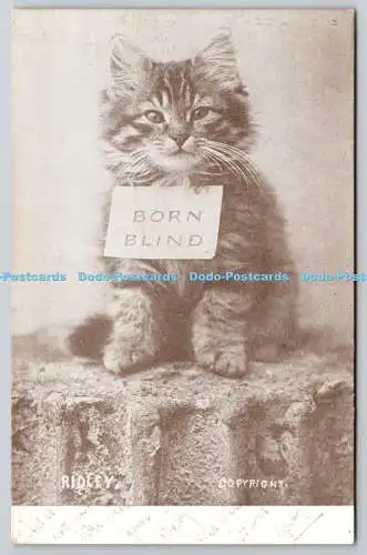 R771981 Born Blind Cat Ridley PM Battersea 1905