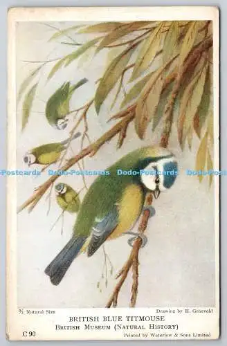 R771985 British Museum Natural History British Blue Titmouse H Gronvold Waterlow