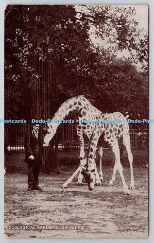 R773330 Zoologische Gärten Giraffen G D und D London The Star Serie