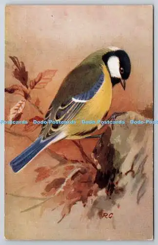 R773480 Kohlmeisenvogel Ruskin Studio R S Serie