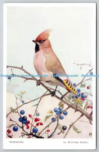 R773522 Waxwing Bird Valentine Winifred Austen Bird Serie