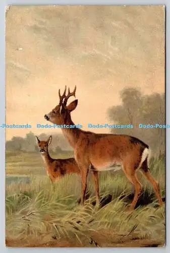 R773616 Postkarte Hirsch 1904