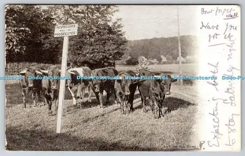 R774910 Lass sie alle kommen Kühe auf der Wiese Postkarte 1903