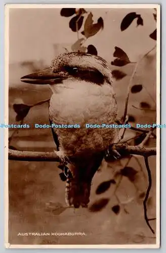 R773800 Australian Kookaburra Bird The Valentine Palamountain RP PM Norwich Norf