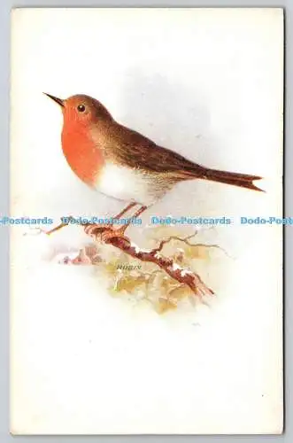 R773803 Bird The Robin M and L National Series