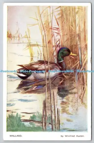 R773804 Mallard Duck Valentine Nature Series Winifred Austen PM Leeds 1952