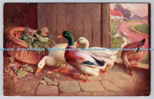 R774978 Farm Ducks J Salmon Ltd 1948