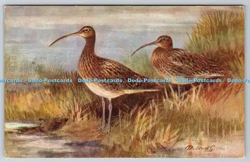 R775548 Curlew Birds R S Series Roland Green