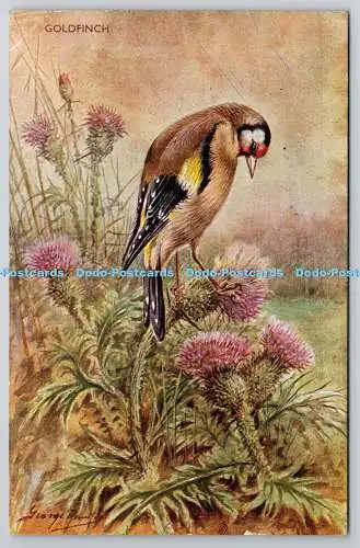 R775836 Goldfinch Bird J Salmon Sevenoaks PM Fleetwood Lancs 1952