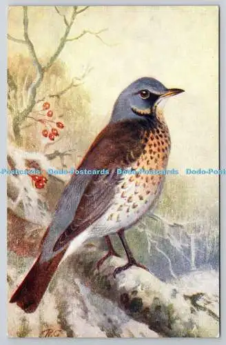 R775859 Fieldfare Bird R S Serie