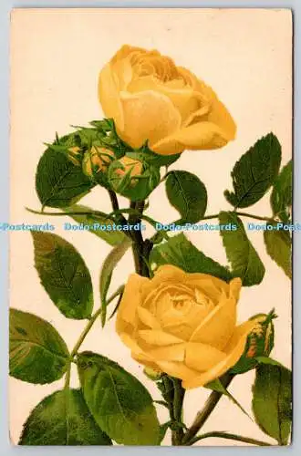 R775866 Yellow Roses Max Ettlinger London New York The Royal Series 5018 PM Guil