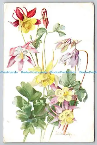 R776078 Flowers Columbine J Salmon Sevenoaks England