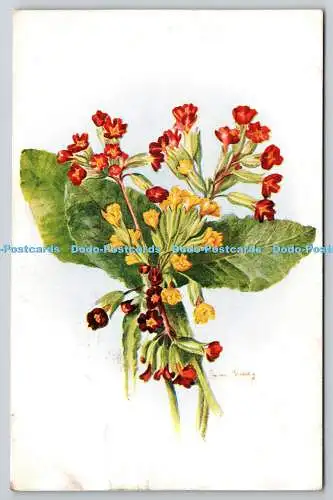 R776079 Polyanthus J Salmon Sevenoaks England