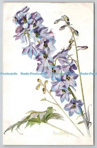 R776081 Delphinium J Salmon Sevenoaks England Nora Hidley