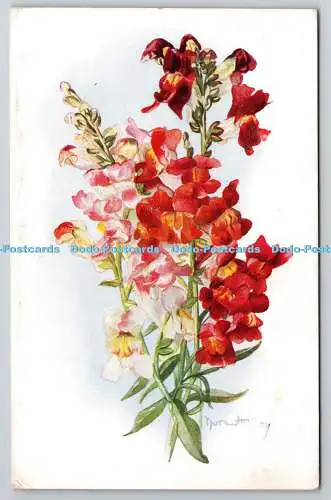 R776082 Wallflowers J Salmon Sevenoaks England Nora Hidley