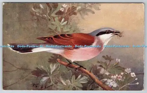 R774840 Red Backed Shrike Lanius Collurio R S Series