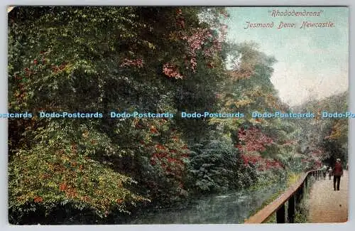 R774870 Newcastle Jesmond Dene Rhododendrons Ruddock Ltd No 3289