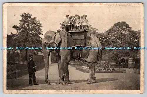 R776635 Jingo Indischer Elefant S Hildesheimer The Zoo Series London County Counci