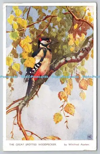 R776988 The Great Spotspecht Bird Valentine Bird Serie Winifred Austen