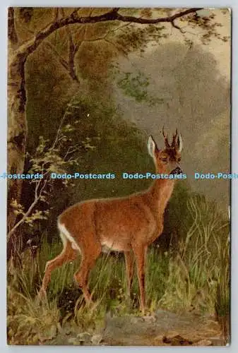 R773617 Hirsch im Wald Postkarte 1904