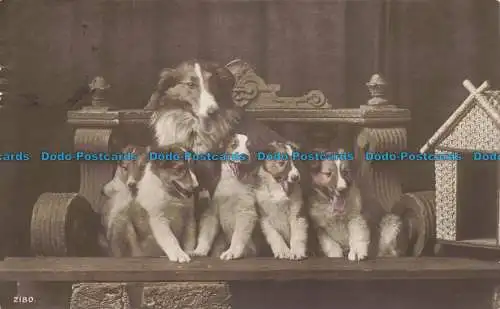 R677284 Hund mit Welpen. Philco Verlag. Echtfotoserie. 1914