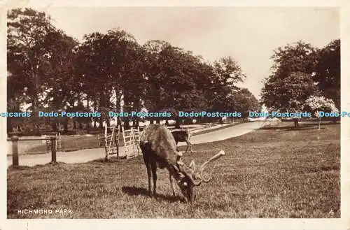 R688343 Richmond Park. RP. Postkarte